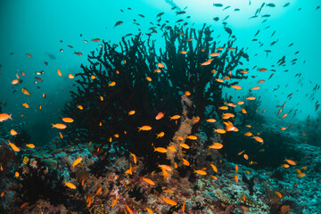 Scuba divers swimming among colorful coral reef and tropical fish in clear blue water, Indian Ocean
