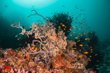 Fototapeta na wymiar Schools of tropical fish swimming over colorful coral reef underwater