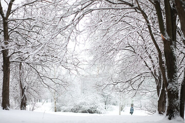 Winter landscape. Forest under the snow. Winter in the park.