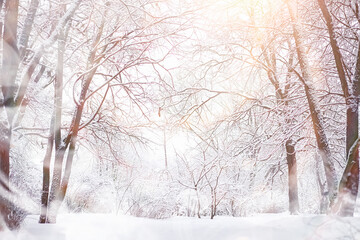 Winter landscape. Forest under the snow. Winter in the park.