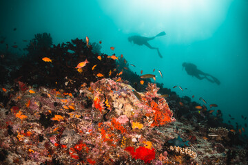 Fototapeta na wymiar Scuba divers swimming among colorful coral reef and tropical fish in clear blue water, Indian Ocean