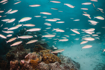 Fototapeta na wymiar Schools of tropical fish swimming over colorful coral reef underwater