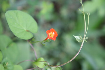 ばあちゃんの花壇に咲くマルバルコウ
