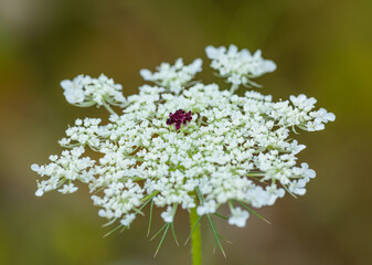 wild carrot, bird's nest, bishop's lace or Queen Anne's lace (Daucus carota) umbel inflorescence...