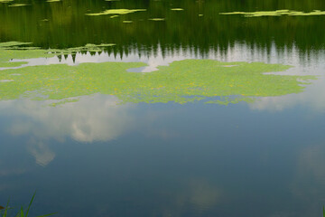 水草