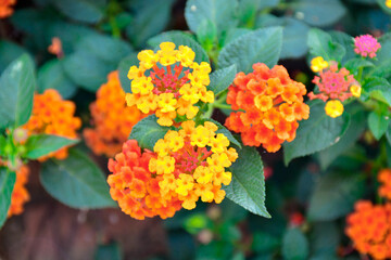 Phakrong is a plant of the Verbenaceae family and is native to the Americas. Is a shrub or semi-ivy shrub. The flowers are clustered in many colors, if eaten, causing abdominal pain