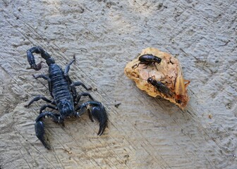 The species from North Africa and the Middle East is one of the most dangerous scorpions. Very venomous black scorpion, Androctonus australis above the floor