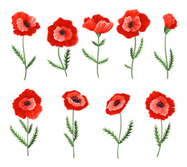 Obraz premium Poppy flowers. Collection of watercolor hand drawn poppies. Isolated botanical symbols of blooming red poppies blossoms. Floral design for decor or holiday wedding greetings cards template