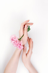 Delicate female hands hold a pink eustoma flower. White background. Copy space.Flat lay. The concept of Floristics and tenderness
