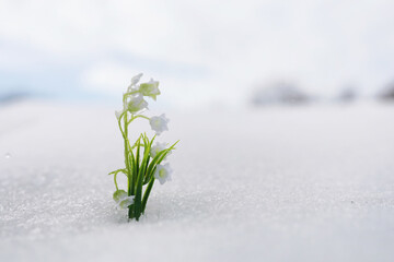 The first spring flowers. Snowdrops in the forest grow out of the snow. White lily of the valley...