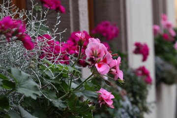 Fototapeta na wymiar Garden geranium flowers in pots on a windowsill