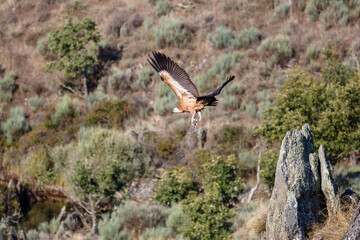 Fototapeta na wymiar Gyps fulvus. Griffon Vulture taking off from a rock on the mountain. Province of Zamora, Spain.