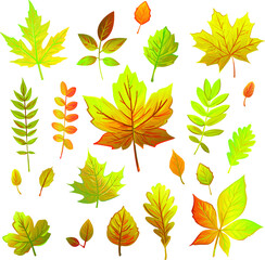 et of green, yellow, orange, red autumn leaves from different trees. oak, maple leaves, poplar, chestnut, ash, mountain ash, acacia, viburnum, many leaves