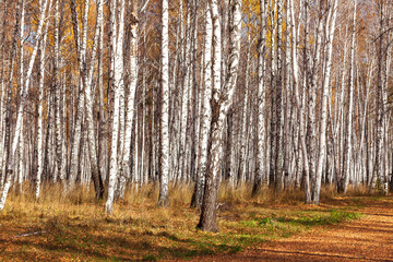 Fototapeta premium Beautiful birch forest in autumn