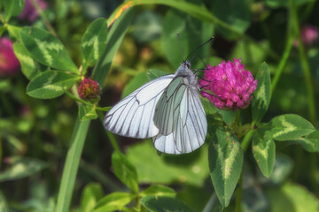 papillon