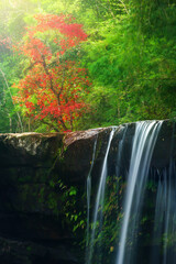 Autumn waterfall and red maple tree.