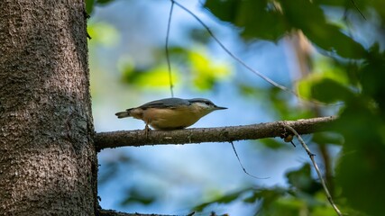 Kleiber, bird, natur, baum, wild lebende tiere, tier, ast, schnabel, wild, blau, feather