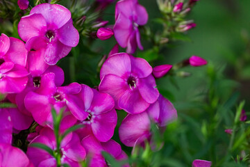 Fototapeta na wymiar Phlox is a genus of flowering herbaceous plants of the Sinyukhovye family.