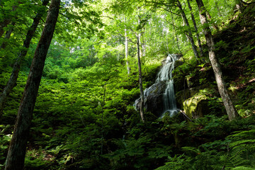 waterfall in the forest