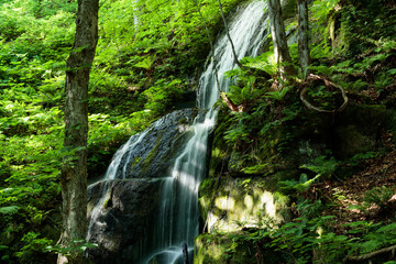 waterfall in the forest