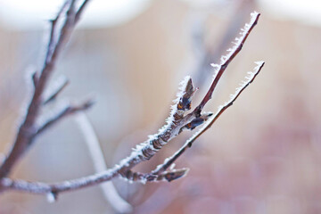 frost on a branch