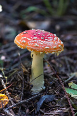 Fly agaric (Amaníta) is a genus of mycorrhizal lamellar fungi of the Amanitaceae family.