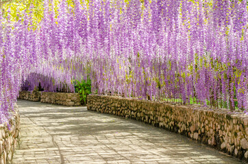 Beautiful hanging purple flower tunnel at Cherntawan International Meditation Center in Chiang Rai, Thailand
