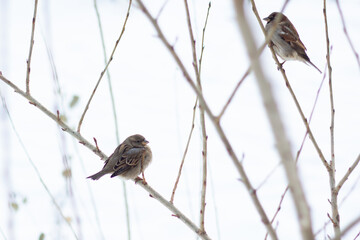 two sparrows in winter