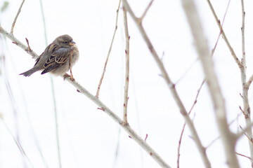 sparrow in winter