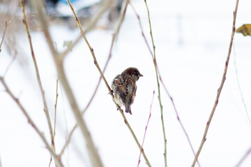 sparrow on winter tree