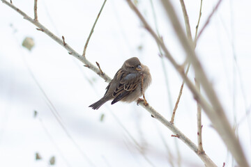 sparrow on a branch