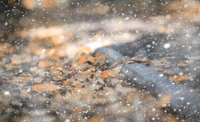 Autumn park in the first snow