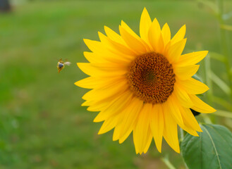 Sunflowers and Bees