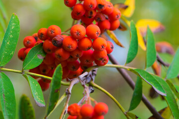 
red rowan berries on a branch with leaves autumn background