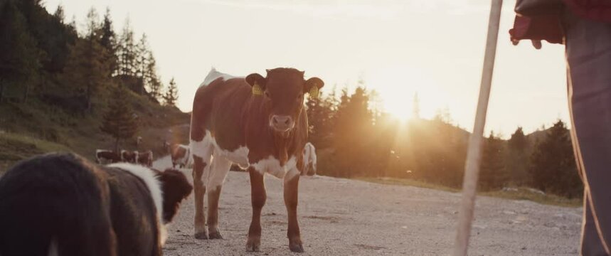 Border collie dog confront young cow calf cattle Alps sunrise flare