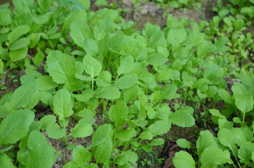 bunch the small ripe green spinach plant seedlings in the garden.