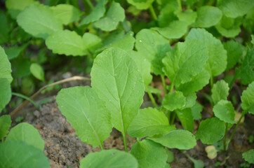 bunch the small ripe green spinach plant seedlings in the garden.