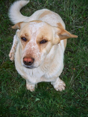 Village dog on the field.