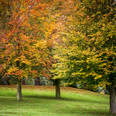 Naklejka premium Autumnal trees on the Waddesdon Manor estate.