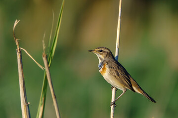 The beauty of the Voronezh region in a fairy-tale forest