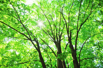 Obraz premium 新緑