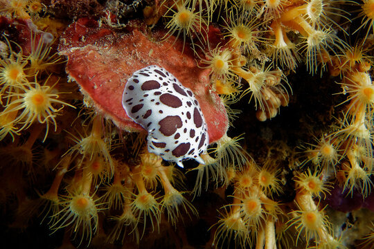 Dotted sea-slug (Peltodoris atromaculata) in Mediterranean Sea
