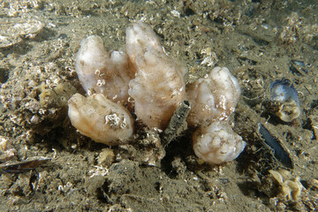 Pleated Sea Squirt (Styela plicata) in Etang de Thau (France)