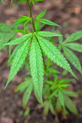 herbal cannabis closeup