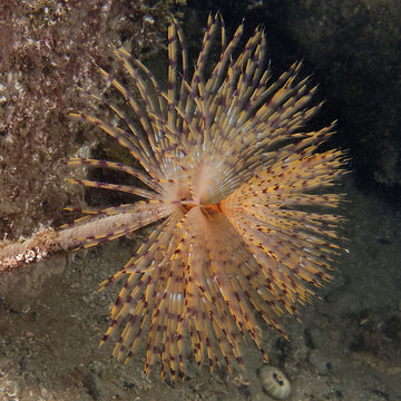 Spiral tube-worm (Sabella spallanzanii) in Mediterranean Sea