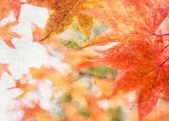 Maple leaves at Batsford Arboretum in autumn