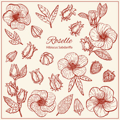 Set with Hibiscus Sabdariffa or Roselle flowers, leaves and berries, seeds. Graphic hand drawn engraving style. Botanical illustration for packaging, menu cards, posters, prints.