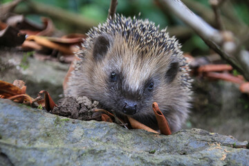 Little hedgehog looking for food
