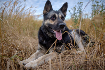 The beauty of the Voronezh region in a fairy-tale forest
