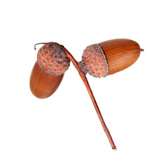 Autumn brown two acorns isolated on white background